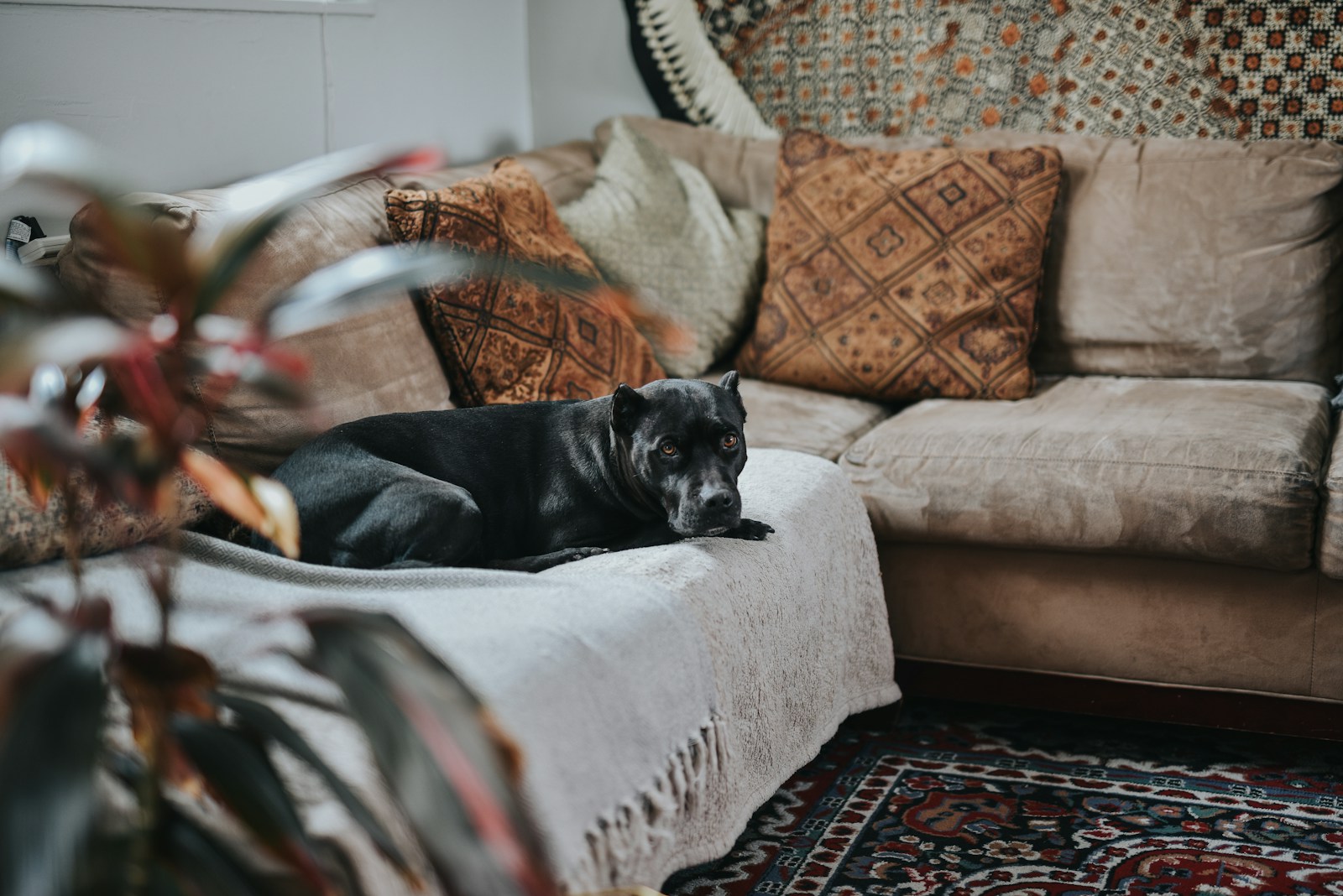 Hondenharen en kattenharen verwijderen: vloer, bank en tapijt (rui-seizoen)